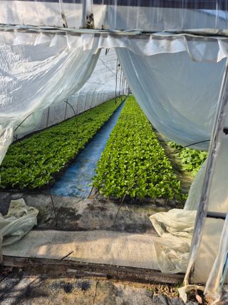 농민님의 상추 · 영농일지 작성글 사진