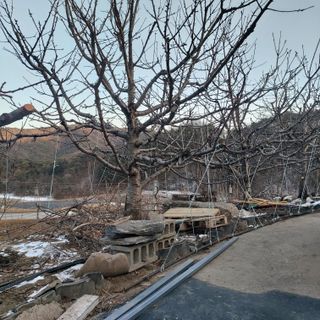 가로수님의 기타작물 · 영농일지 작성글 사진