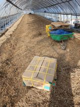 팜모닝 시금치·영농일지 게시글 이미지