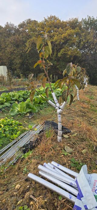 권오채님의 기타작물 · 영농일지 작성글 사진