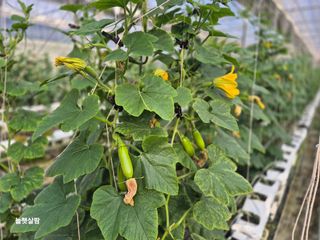 늘햇살팜 님의 기타작물 · 영농일지 작성글 사진