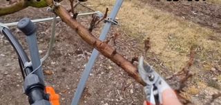 젠틀맨님의 기타작물 · 영농일지 작성글 사진