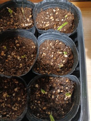 강순애 님의 기타작물 · 영농일지 작성글 사진