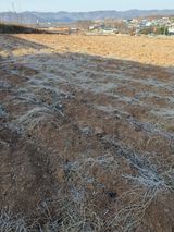 팜모닝 참깨·영농일지 게시글 이미지