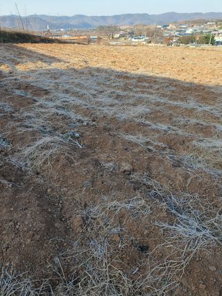 김영복님의 참깨 · 영농일지 작성글 사진