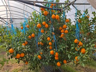 철남 김희곤님의 귤 · 영농일지 작성글 사진