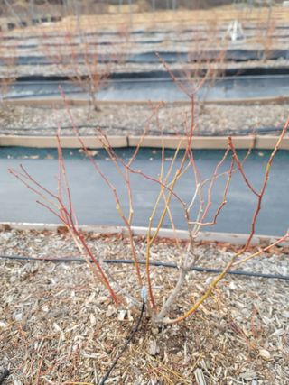 박치문님의 블루베리 · 영농일지 작성글 사진