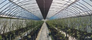 류근택님의 블루베리 · 영농일지 작성글 사진