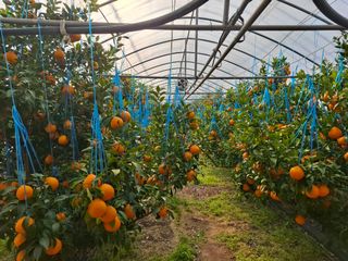 철남 김희곤님의 귤 · 영농일지 작성글 사진