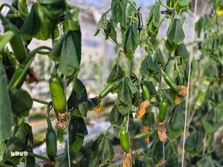 늘햇살팜 님의 기타작물 · 영농일지 작성글 사진