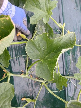 조영임님의 기타작물 · 영농일지 작성글 사진