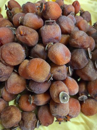 에덴농원님의 기타작물 · 영농일지 작성글 사진