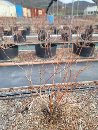 박치문님의 블루베리 · 영농일지 작성글 사진