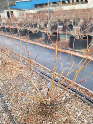 박치문님의 블루베리 · 영농일지 작성글 사진