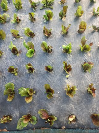 농민님의 기타작물 · 영농일지 작성글 사진