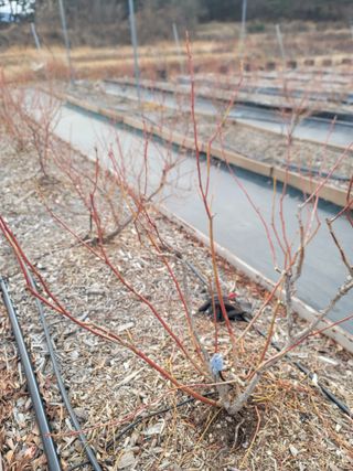 박치문님의 블루베리 · 영농일지 작성글 사진