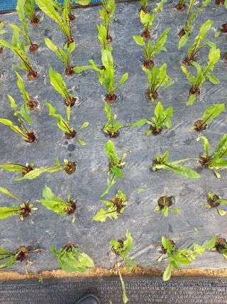 농민님의 기타작물 · 영농일지 작성글 사진