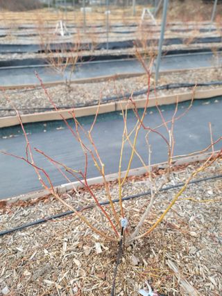 박치문님의 블루베리 · 영농일지 작성글 사진