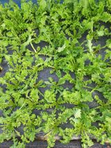 팜모닝 기타작물·영농일지 게시글 이미지