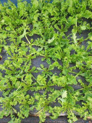 농민님의 기타작물 · 영농일지 작성글 사진