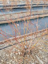 팜모닝 블루베리·영농일지 게시글 이미지