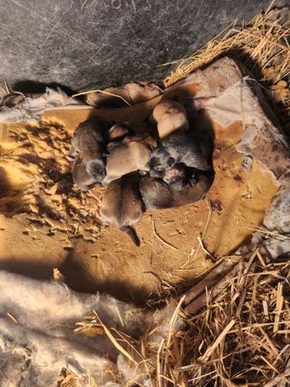 제2의인생출발님의 기타작물 · 영농일지 작성글 사진