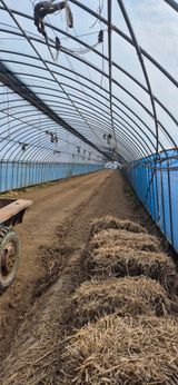 팜모닝 토마토·영농일지 게시글 이미지