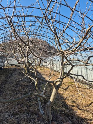 농민님의 기타작물 · 영농일지 작성글 사진