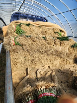 김저팔계님의 파 · 영농일지 작성글 사진