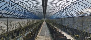 류근택님의 블루베리 · 영농일지 작성글 사진