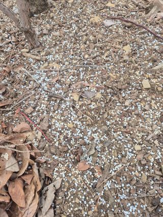 최진일님의 블루베리 · 영농일지 작성글 사진