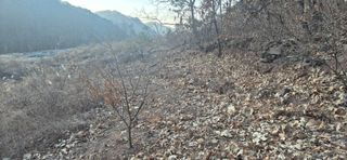 정진필님의 기타작물 · 영농일지 작성글 사진