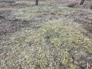 콩7431(팔공산)님의 기타작물 · 영농일지 작성글 사진