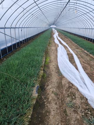 김저팔계님의 파 · 영농일지 작성글 사진