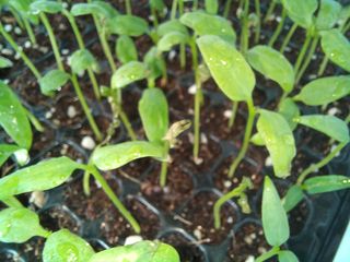 박린님의 고추 · 영농일지 작성글 사진