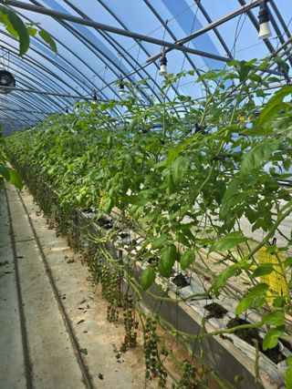 김호진님의 토마토 · 영농일지 작성글 사진