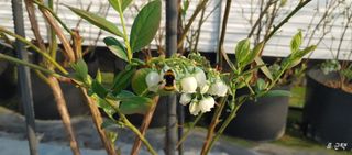 류근택님의 블루베리 · 영농일지 작성글 사진