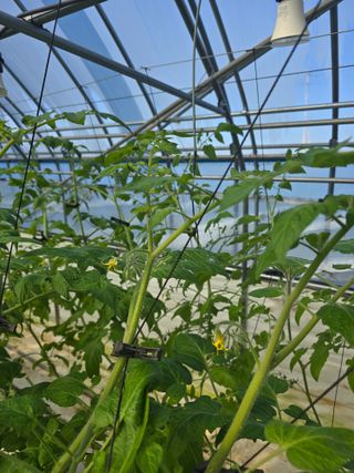 김호진님의 토마토 · 영농일지 작성글 사진