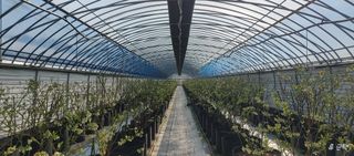 류근택님의 블루베리 · 영농일지 작성글 사진