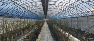 류근택님의 블루베리 · 영농일지 작성글 사진