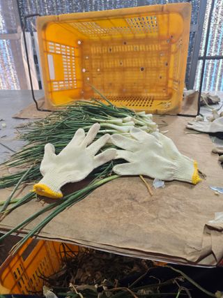 낙엽교목류22209님의 파 · 영농일지 작성글 사진