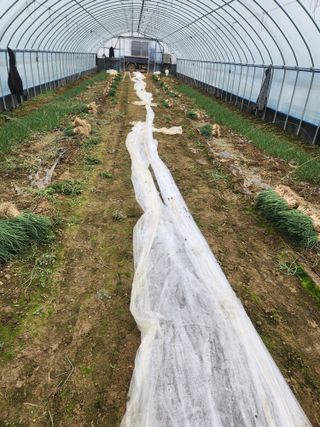 김저팔계님의 파 · 영농일지 작성글 사진