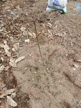 팜모닝 기타작물·영농일지 게시글 이미지