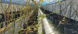 류근택님의 블루베리 · 영농일지 작성글 사진