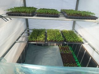 박린님의 고추 · 영농일지 작성글 사진