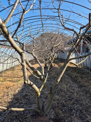 농민님의 기타작물 · 영농일지 작성글 사진