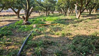 옥재벌님의 기타작물 · 영농일지 작성글 사진