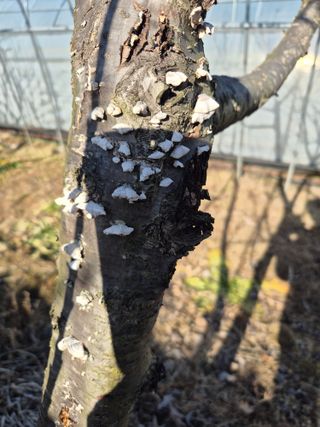 농민님의 기타작물 · 영농일지 작성글 사진