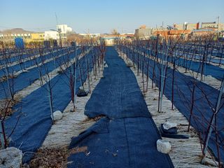 최정윤님의 딸기 · 영농일지 작성글 사진