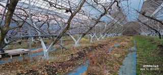 달맛햇복숭아농원님의 복숭아 · 영농일지 작성글 사진